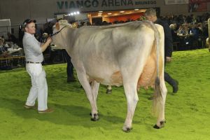 151128SC15 216_ Abt 6 Rang 8 Jongleur Melissa von Roland Kaelin SZ